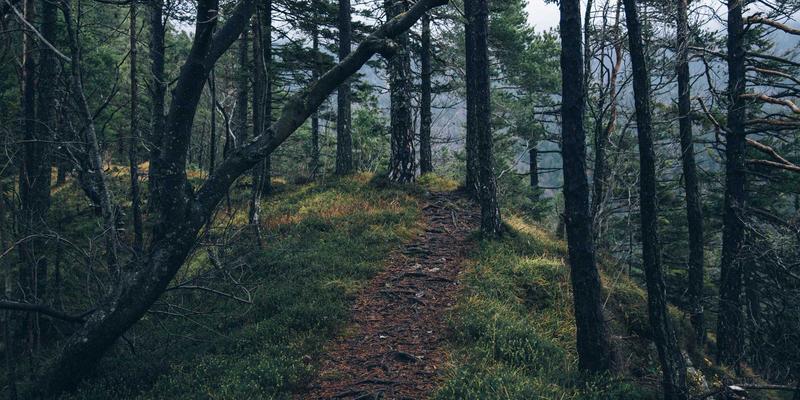 太原会议桌花定制指南：用专业鲜花方案提升商务会议氛围与形象