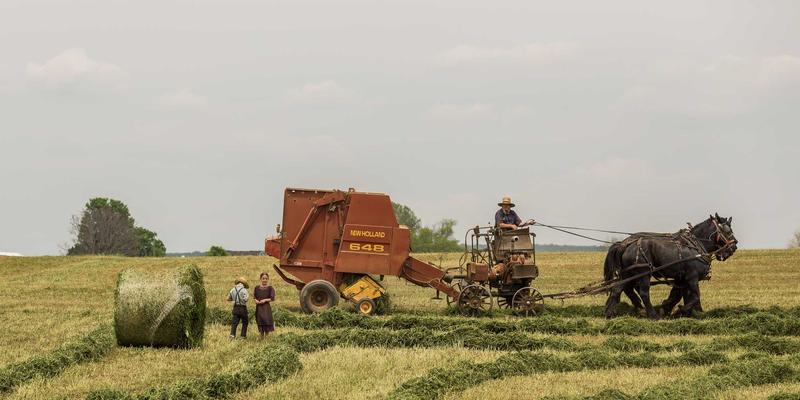 太原新生儿诞生送花指南：精选鲜花搭配与禁忌，让心意与芬芳同在