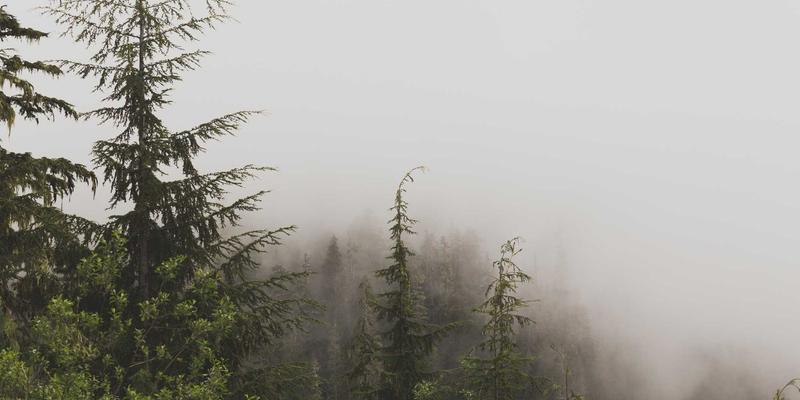 太原鲜花速递59：网上订花与同城配送的完美解决方案